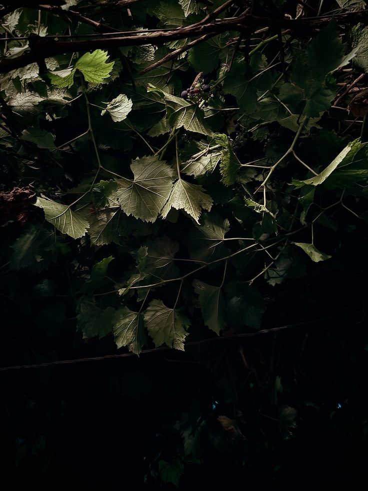 Estate vines worked by headlamp at night
