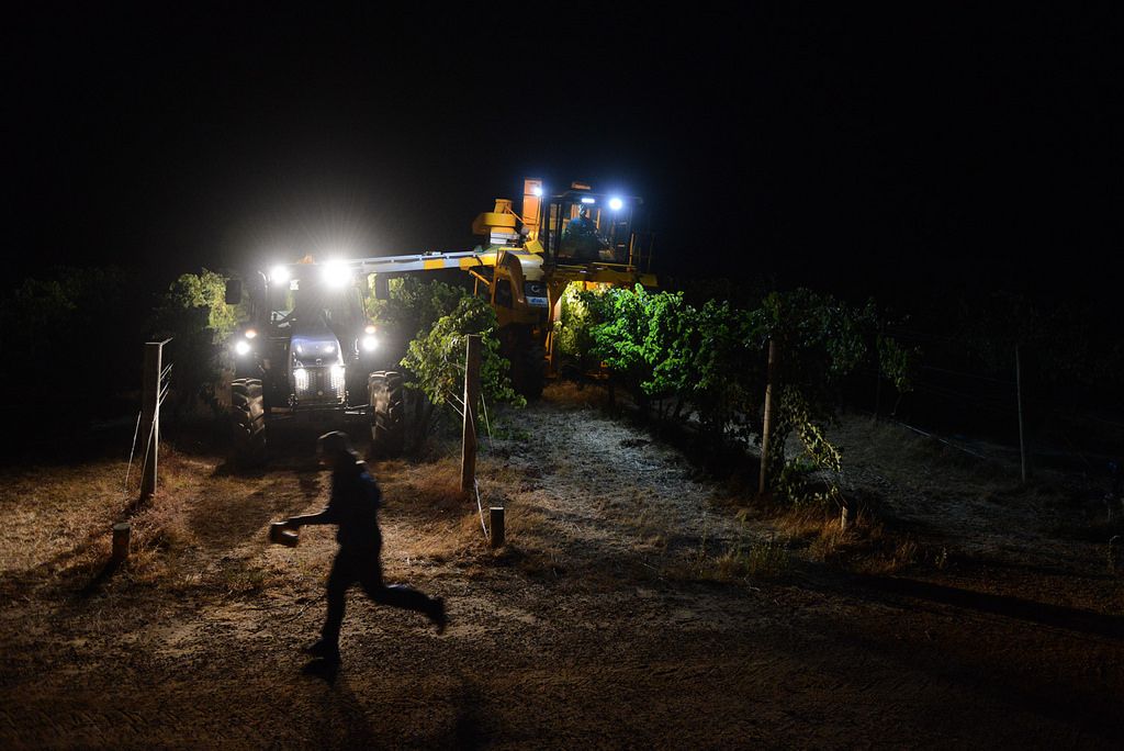 Night harvest — a harvester and tractor working the vineyard rows by headlight